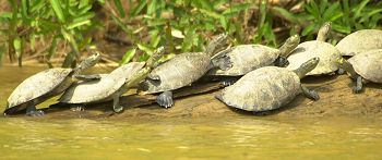 River turtles