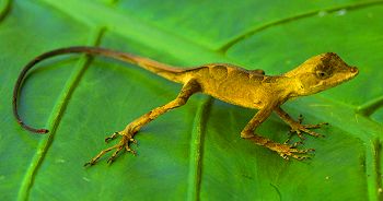 Anolis nitens