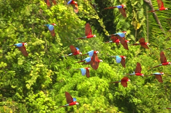 Red and green macaws flying away from a colpa clay lick
