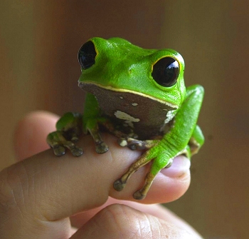 Tree frog