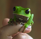 Treefrog1s.jpg
