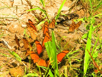 Butterflies at base camp