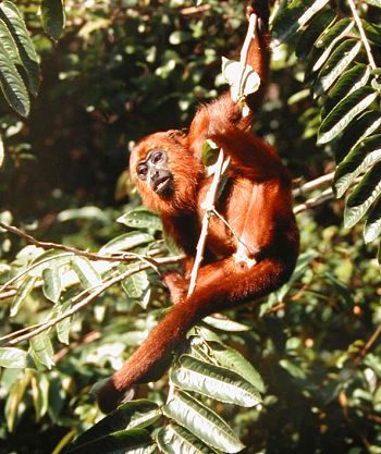 Red howler monkey