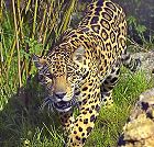jaguarss.jpg