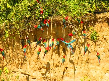 Red and green macaws at a colpa clay lick