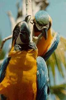 Macaws