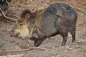 Peccary