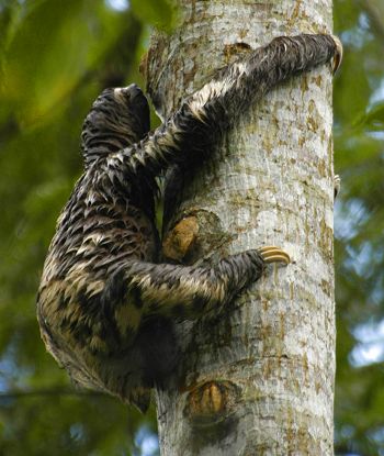 Sloth