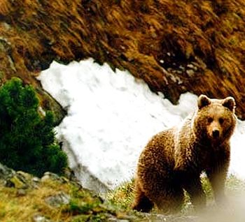 Brown bear