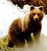Bear