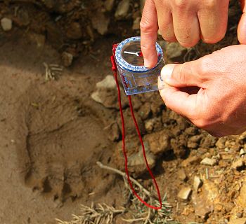 Bear track