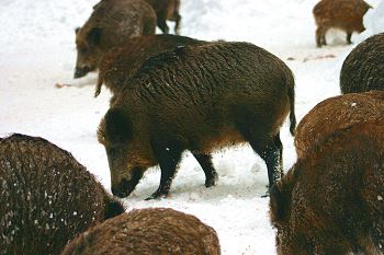 Wild boar