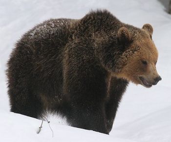 Brown bear