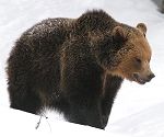 Brown bear