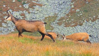 Chamois