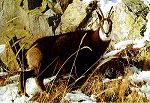 Chamois