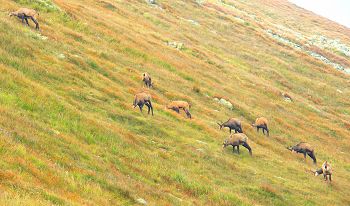 Chamois