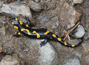 Fire salamander
