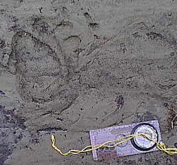 Wolf track
