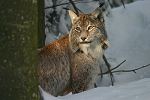 Lynx