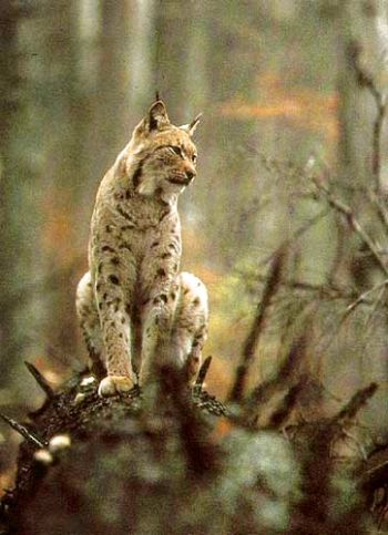 Lynx