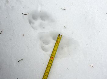 Lynx tracks