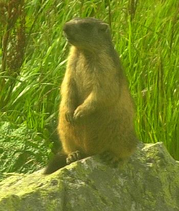 Marmot