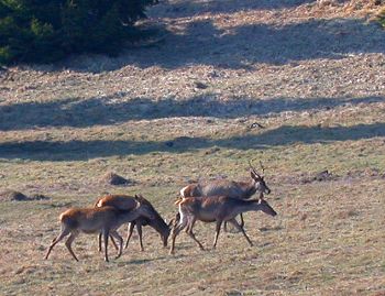 Red deer on an alpine meadow