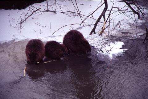 Beavers