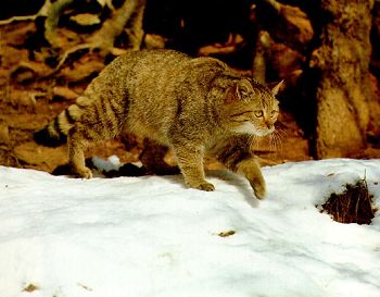 Wildcat