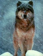 Wolf