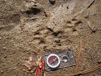 Wolf track