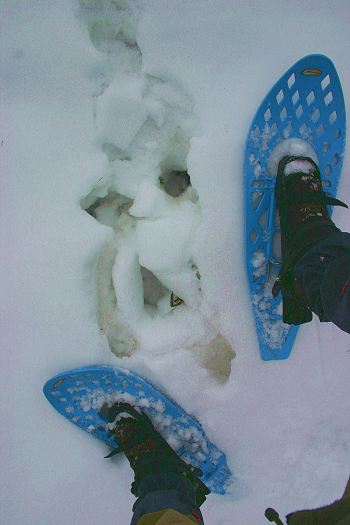 Wolf tracks & snow shoes