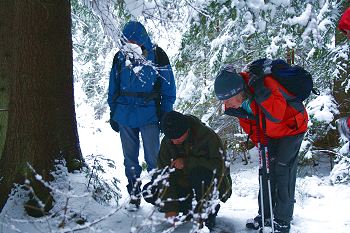 Recording a wolf track