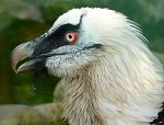 Lammergeyer