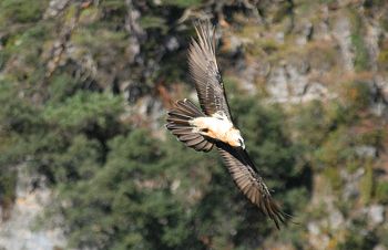 Lammergeyer or bearded vulture in flight