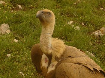 An Egyptian vulture looking pretty and blissfully unaware of our presence on the other side of the mirror glass