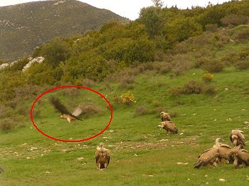 A lammergeyer (red circle) amongst Egyptian vultures at the feeding site
