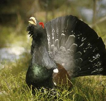 Capercaillie