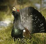 Capercaillie