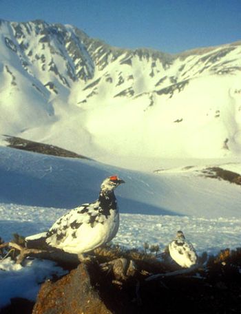 Snow partridge or ptarmigan