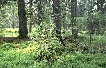 Im Nationalpark Bayerischer Wald Im Nationalpark Bayerischer Wald