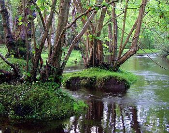 Alder trees by the Beaulieu river near Fawley ford