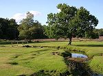 New Forest