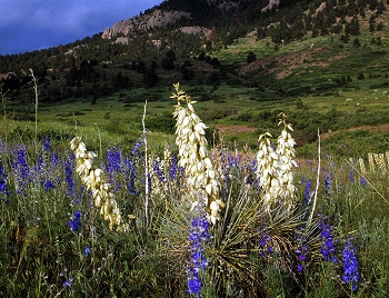 In Lory State Park