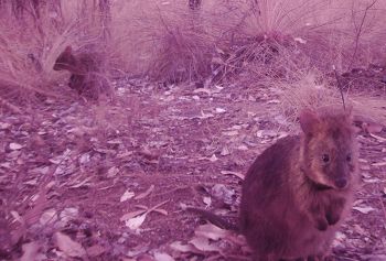 Quokkas caught by a camera trap.