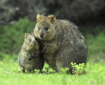 Quokka with juvenile.