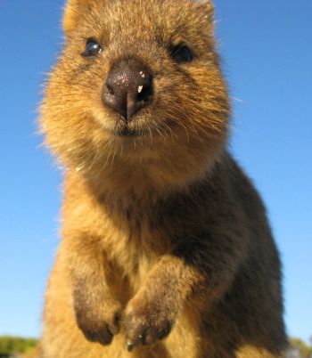 Quokka, a marsupial in the kangaroo family (Macropodidae) and primary study species.