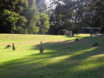 Kangaroos hanging out on the expedition base lawn.