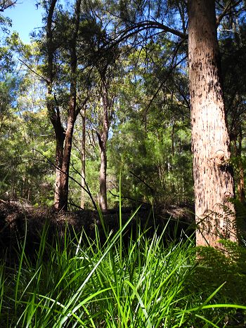Inside the forest.